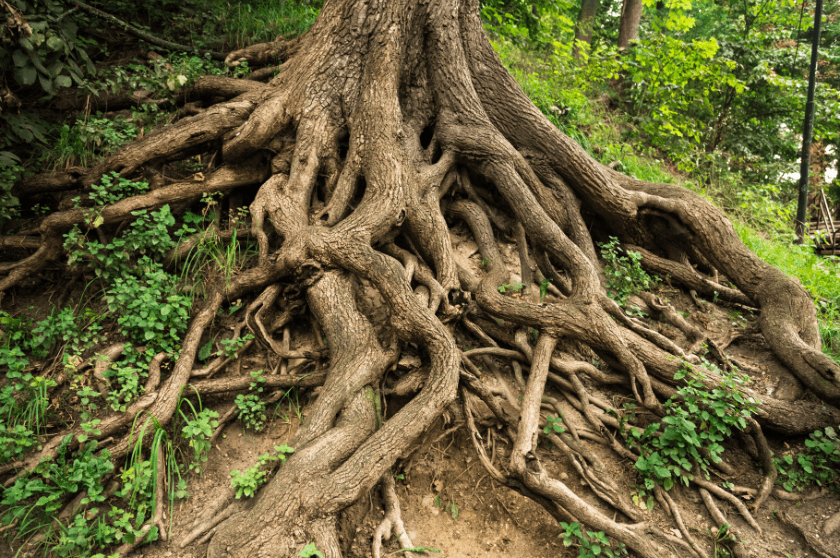 tree with long roots