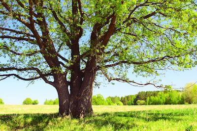 Which Trees Cause The Most Pipe Damage