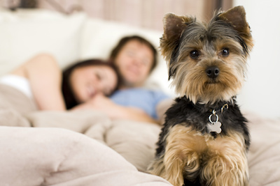 Is Pet Dander Circulating Through Your Ventilation System?